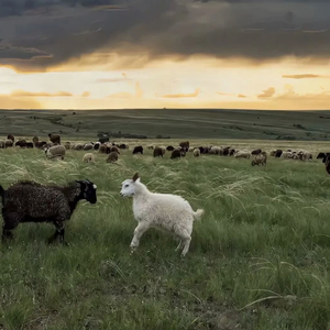 zozozo女人与黑人  zozozo

